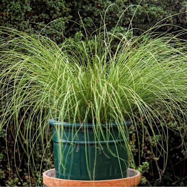 Carex Phoenix Green (ghiveci 1 l), planta perena ornamentala rogoz